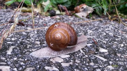 Schnecke mit geschmücktem Gehäuse