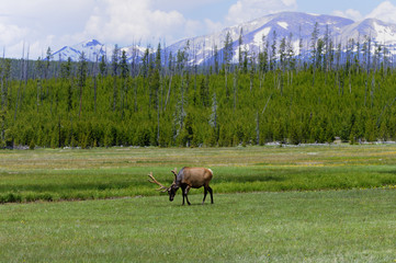wildlife in Yellowstone