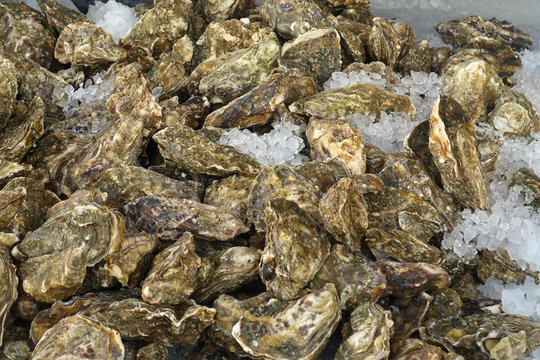Oysters on sale stored in Ice at Whitstable fish market