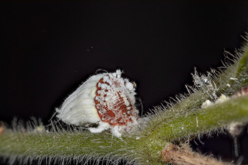 cochenille en macro stacking