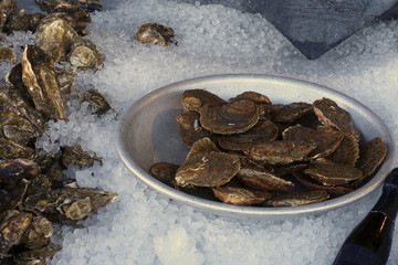 Oysters being stored inIce for sale in Whitstable