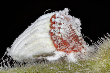 cochenille en macro stacking
