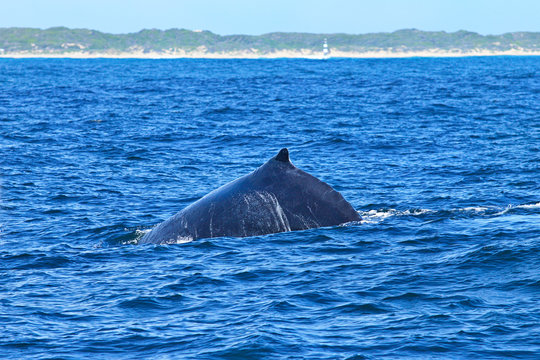 Humpback whale surfacing and taking air