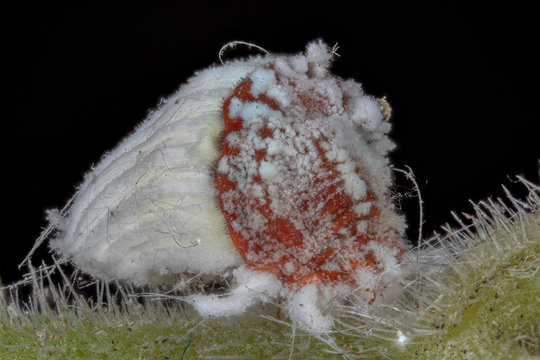cochenille en macro stacking