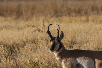 Pronghorn Antelope Buck