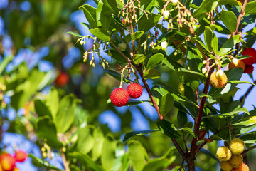 Mature and semi-ripe fruits of madroño (Ripe arbutus). Natural texture of green leaves and red berries