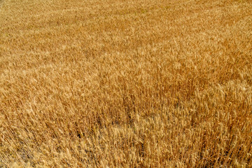 Background of the ripe yellow wheat. Agricultural concept