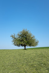 Fototapeta na wymiar Beautiful single tree in the summer