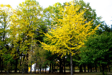 Naklejka premium Colorful leaves,season changes.