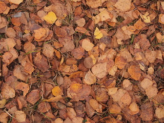 Fallen dry autumn leaves lie on the grass.