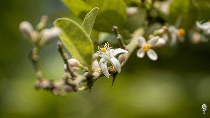 Lemon tree bloom