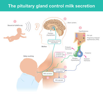 The Pituitary Gland Control Milk Secretion. When The Mother Hears The Baby Cry. The Brain Activates Pregnancy Induced Hypertension Cell (PIH) Supply Milk To The Breast.