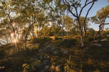 autumn in the forest