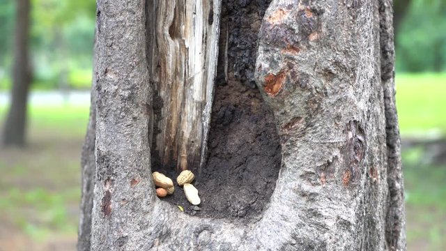 The squirrel walking find food on the tree in the park.