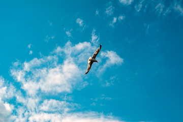 Single seagull flying in a sky as a background
