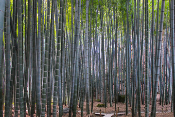 bamboo forest in kamakura