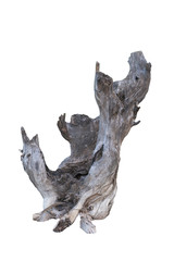 Stump dead tree in the white background