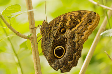 Sleeping Butterfly