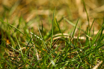 Grass