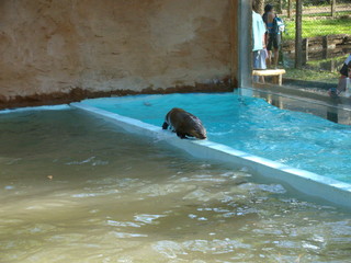 parque ecologico #4 -lontra