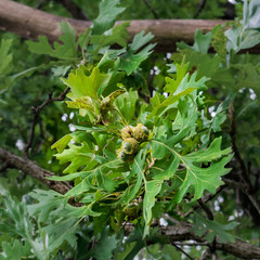 Green Acorns on the Tree