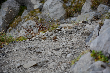 small bird in the alps on hiking trail