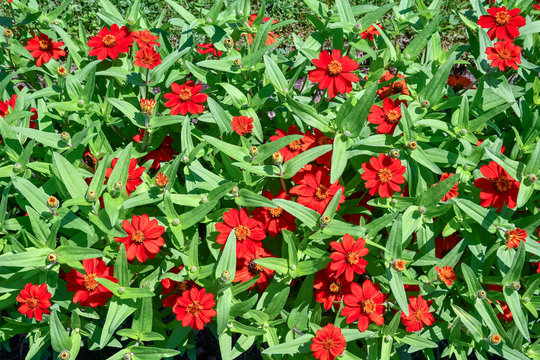 Primo piano di una pianta di zinnia a fiori rossi in un giardino d'estate