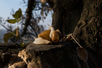 snails on a tree in autumn