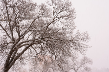 snow covered overhanging trees