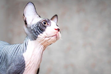 Cat sphinx without hair sleeping on the couch On a sunny day. Summer day concept