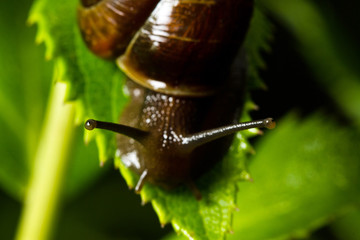 Snail crawling on green leaves close-up, defocusing 