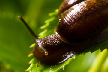 Snail crawling on green leaves close-up, defocusing 