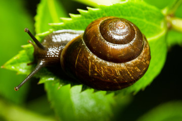 Snail crawling on green leaves close-up, defocusing 
