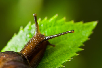 Snail crawling on green leaves close-up, defocusing 