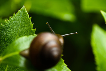 Snail crawling on green leaves close-up, defocusing 