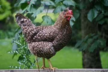 Scots Grey cock strutting on a wooden fence rail. The Scots Grey is a breed of domestic chicken originating in Scotland. © Linda Harms