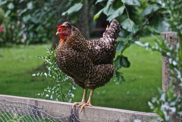 Scots Grey cock strutting on a wooden fence rail. The Scots Grey is a breed of domestic chicken originating in Scotland.
