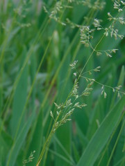 green grass with water drops