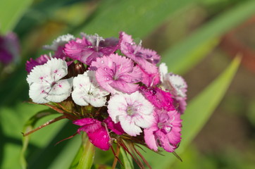 Flower carnation Turkish (lat. Dianthus barbatus) close-up