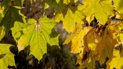 droplets on leaves.Fallen autumn leaf closeup with raindrops on Maple leaves