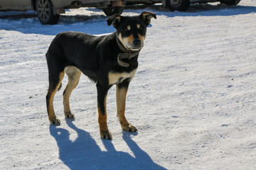 young dog with a collar in winter. A big black puppy freezes in a strong frosty day and blinks from the bright sun.