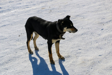 young dog with a collar in winter. A big black puppy freezes in a strong frosty day and blinks from the bright sun.