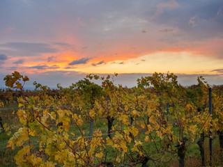 sunset at the vineyard