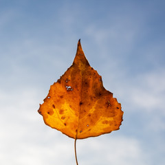 Leaf in autumn