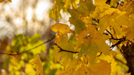 Obraz premium droplets on leaves.Fallen autumn leaf closeup with raindrops on Maple leaves