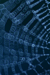 Spinnennetz in Blau