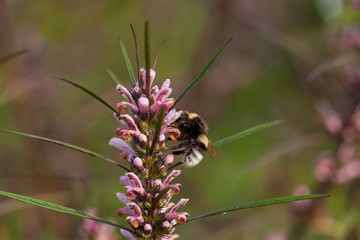 Leonurus sibiricus, commonly called honeyweed or Siberian motherwort, is an herbaceous plant species native to China, Mongolia, and Siberia.It is used as an alternative to marijuana.
