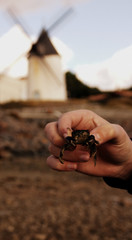 crabe ,ramasser au bord de la mer