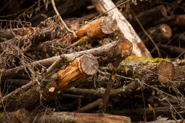 A large stack of timber in a forest waiting to be turned into biofuel