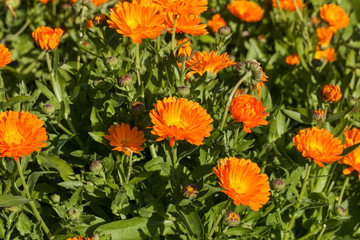 Calendula officinalis, the pot marigold, ruddles, common marigold or Scotch marigold, is a plant in the genus Calendula of the family Asteraceae. 